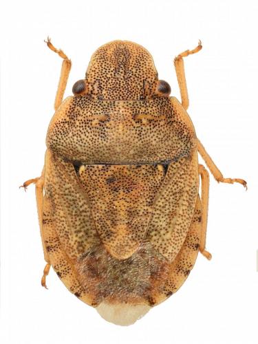 Réf. 209 727 : Sciocoris sp.